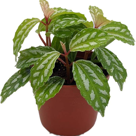 Pilea cadierei - 2.5"