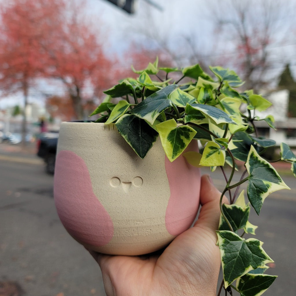 Pink Cow Planter/Wax Ivy (E-subscriber Exclusive Offer)