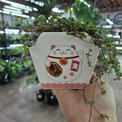 PLANTERS - Take Out Ceramic Pot