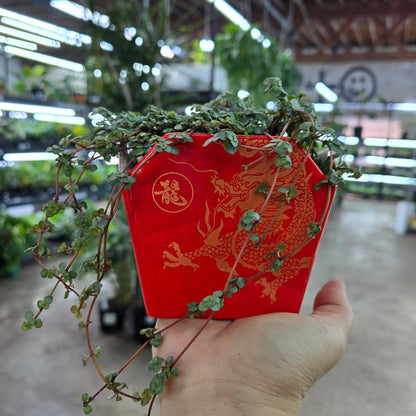 PLANTERS - Take Out Ceramic Pot