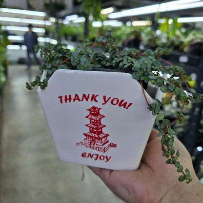 PLANTERS - Take Out Ceramic Pot