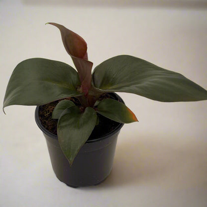 Philodendron 'Red Heart' - 6"