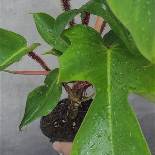 Philodendron squamiferum - 8" (trellis)