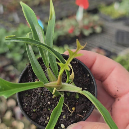 Philodendron tortum - 2"