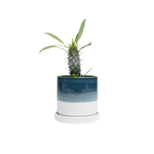 Minute Pot - Green Blue