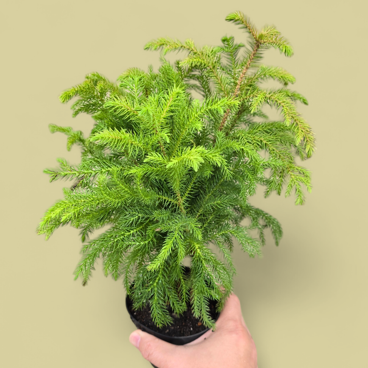 PROMO PLANTS - Araucaria Heterophylla - 4