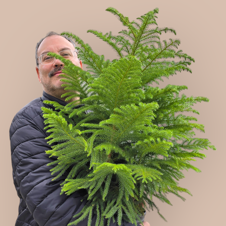 PROMO PLANTS - Araucaria Heterophylla - 8