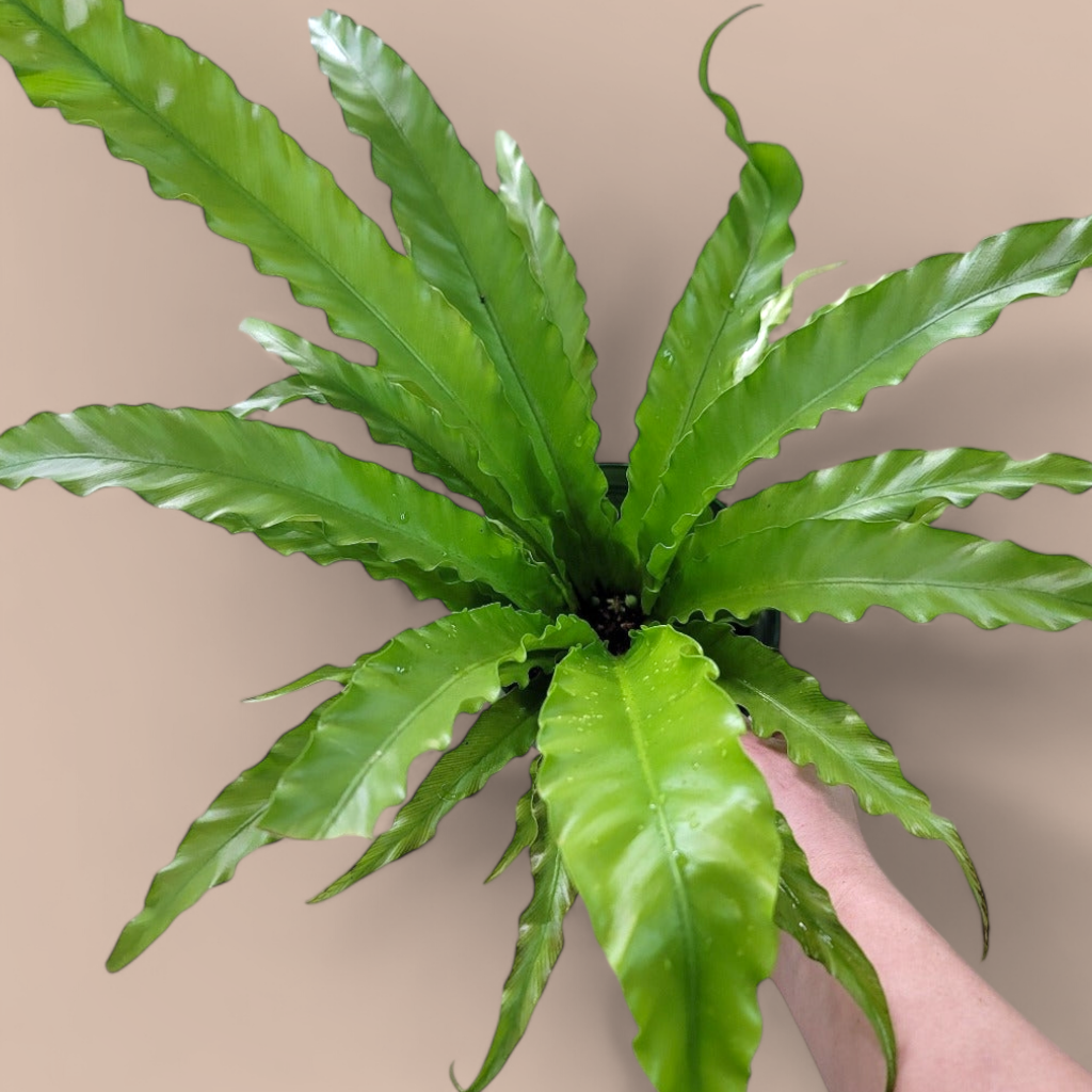 PROMO PLANTS - Asplenium Antiquum 'Victoria' - 6" (PROMO)