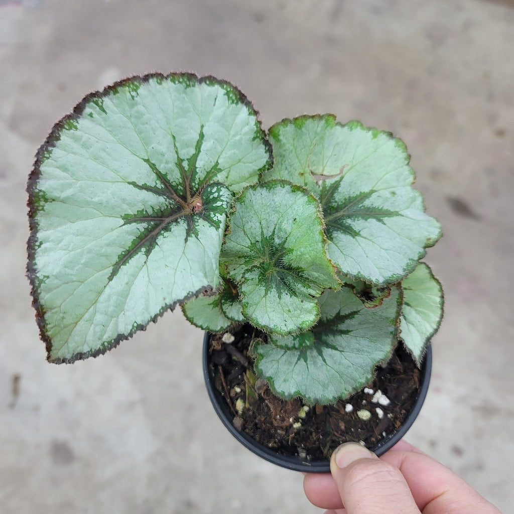 PROMO PLANTS - BEGONIA ESCARGOT - 4" (PROMO)