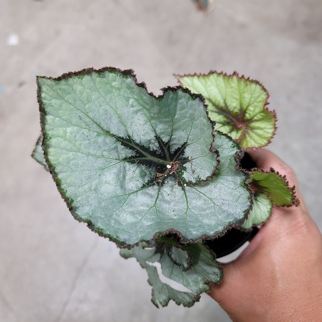 PROMO PLANTS - BEGONIA ESCARGOT - 4" 