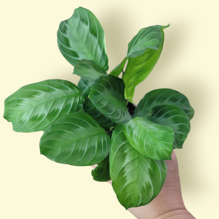 PROMO PLANTS - Maranta Leuconeura 'Silver Band' - 4