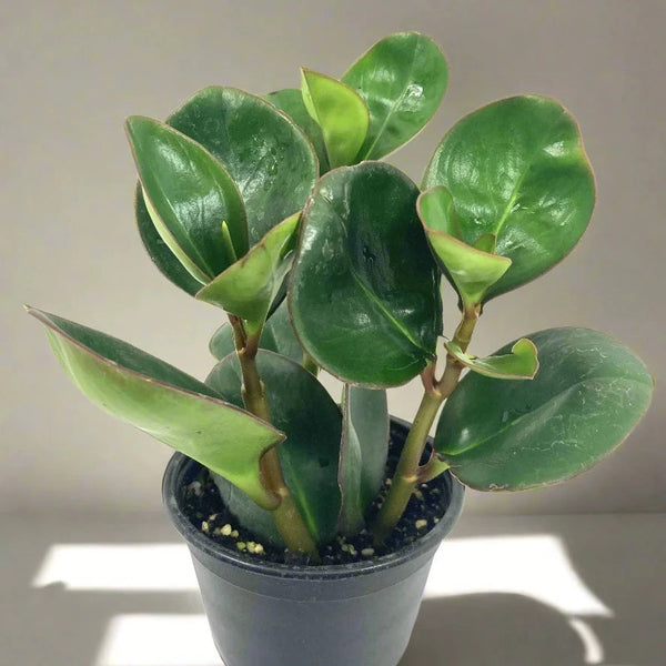 peperomia rubber tree Peperomia Red Edge - Live Plant in a 4 inch Pot - Peperomia Obtusifolia 'Red Edge'