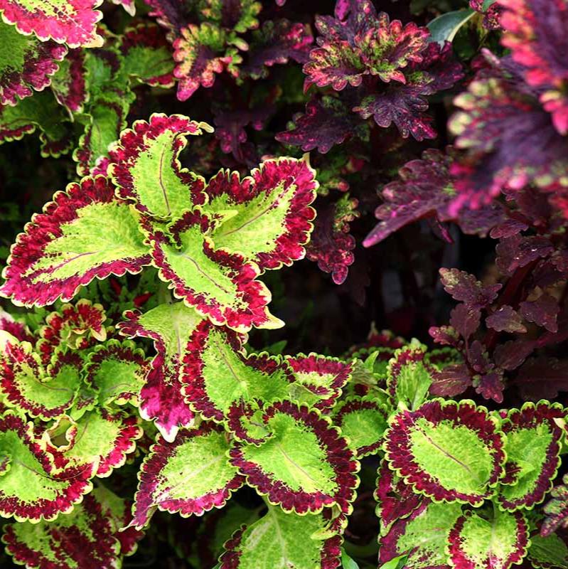 Coleus - Assorted  4