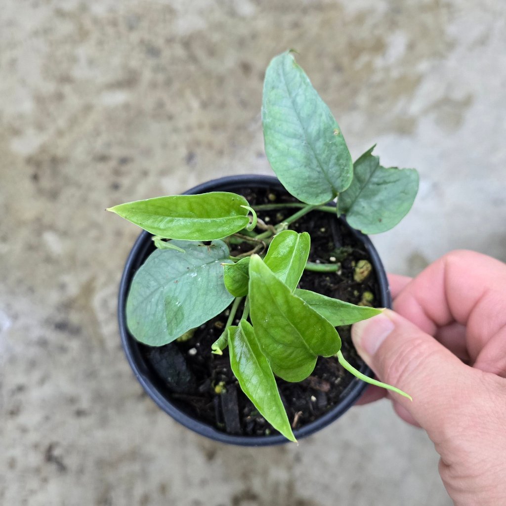 Epipremnum pinnatum 'Cebu Blue' - 4