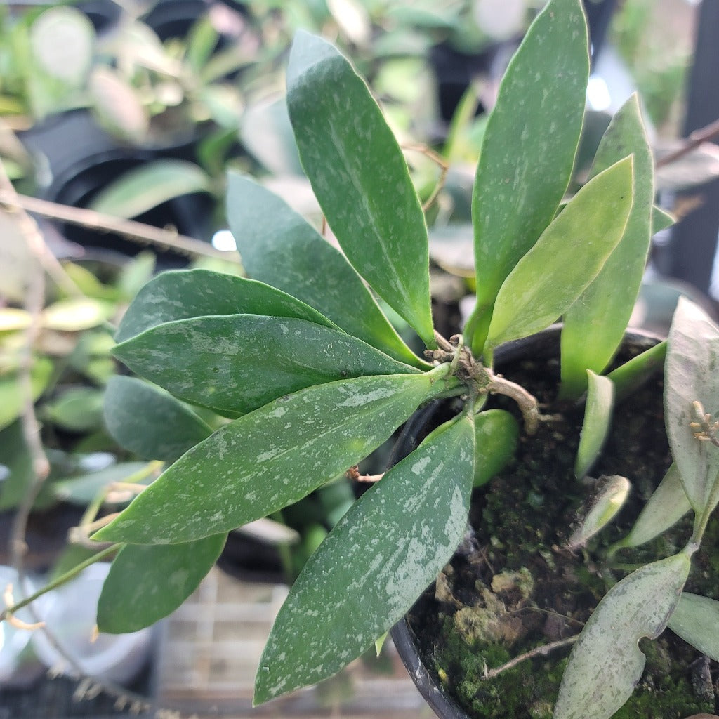 RESCUE PLANTS - Hoya Assorted - 4" (rescue)