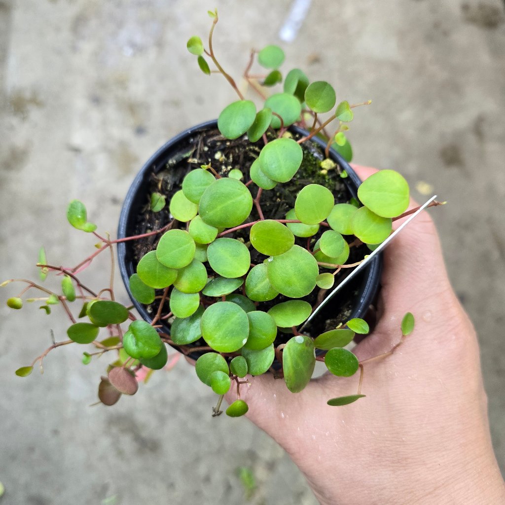 Peperomia 'Pepperspot' - 4