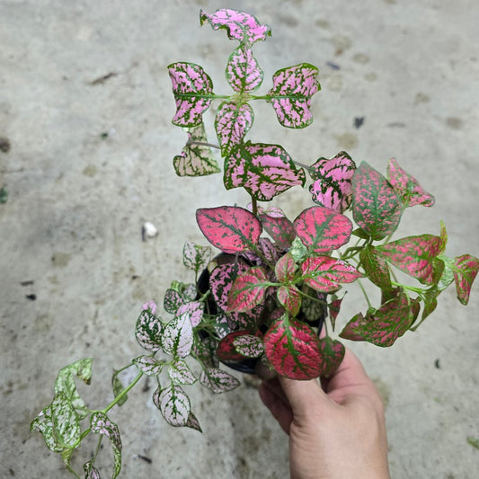 RESCUE PLANTS - Polka Dot Plant - 4" (rescue)