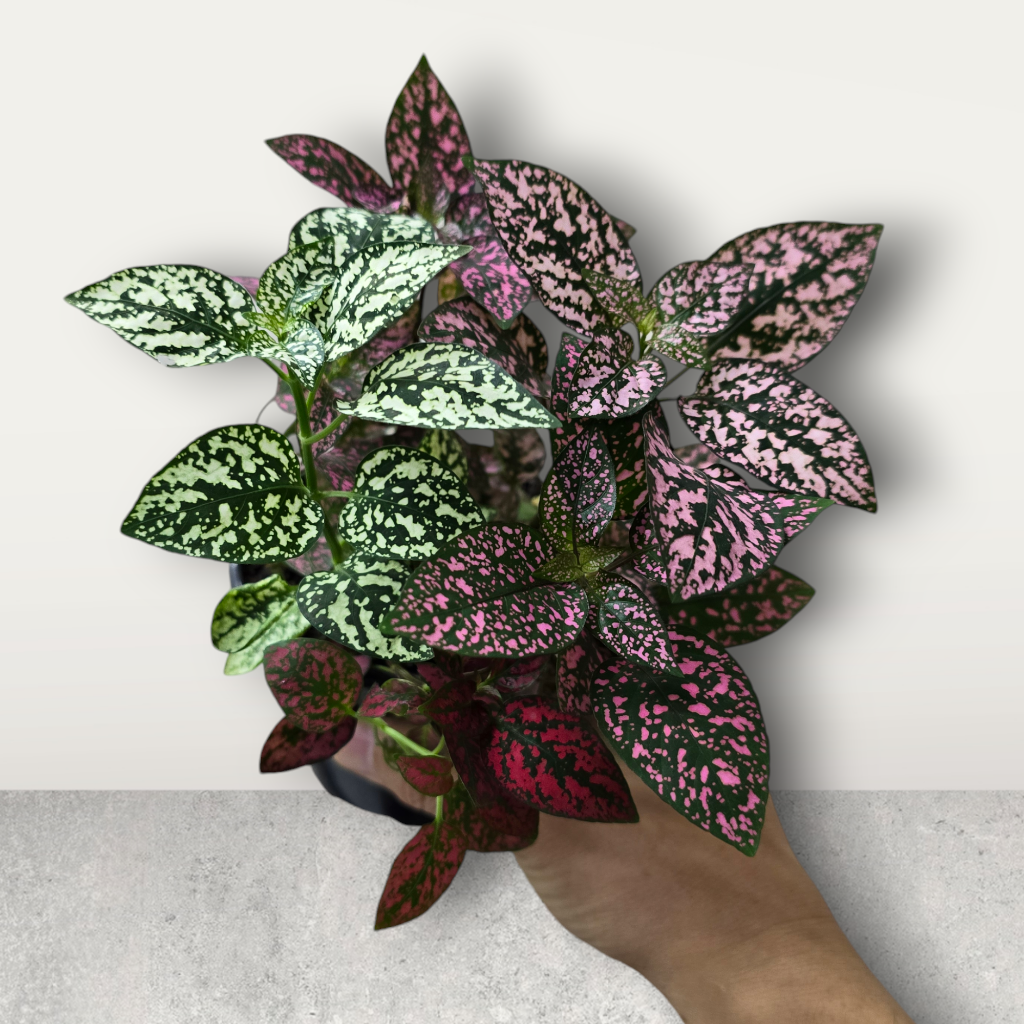 Polka Dot plant - 4