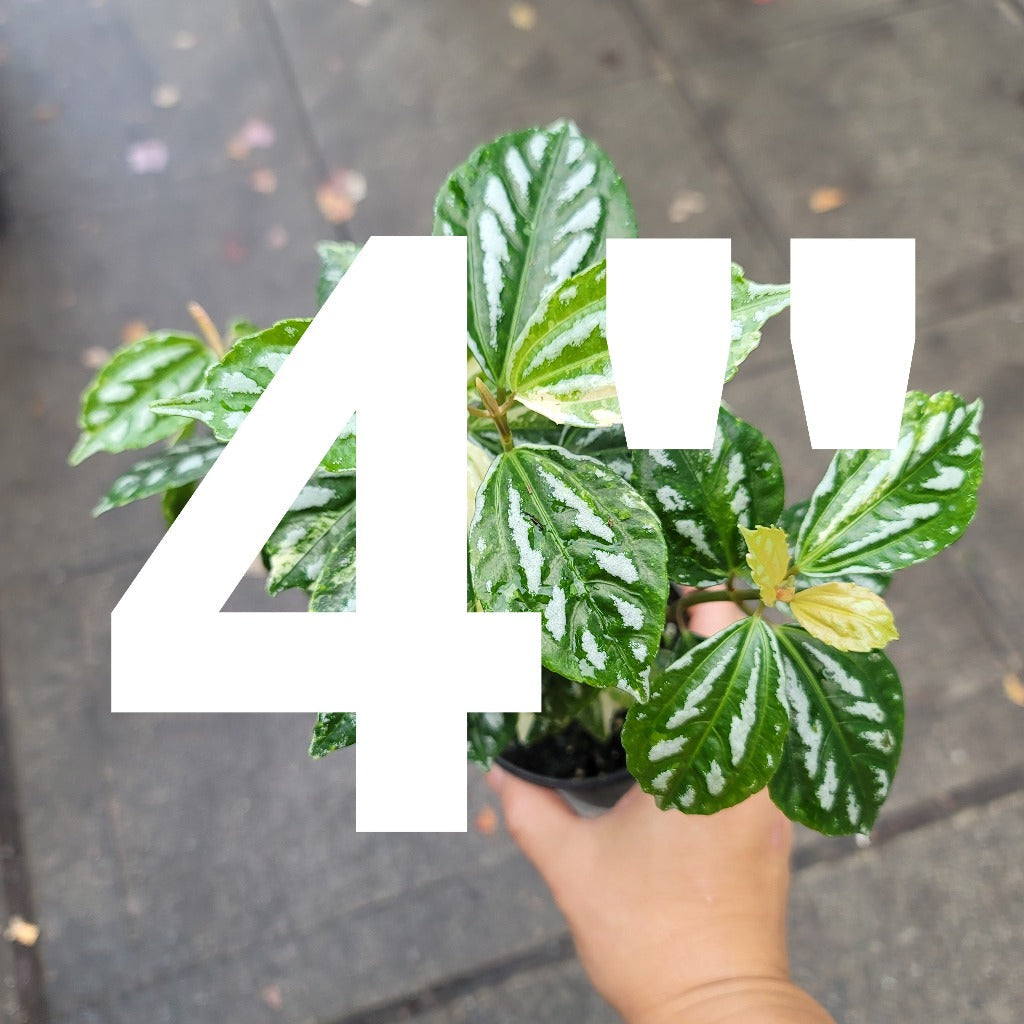 RESCUE PLANTS - RESCUE PLANT - 4"