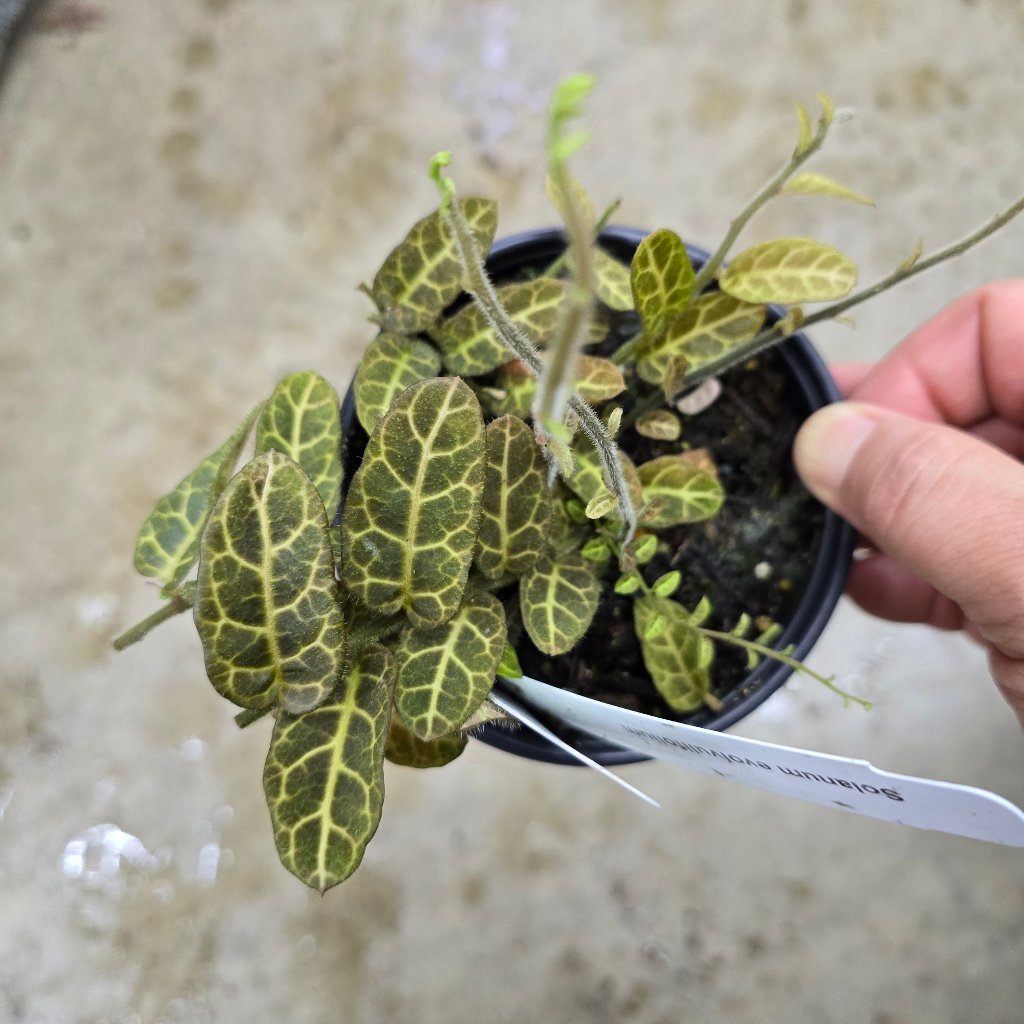 Solanum evolvulifolium - cuttings