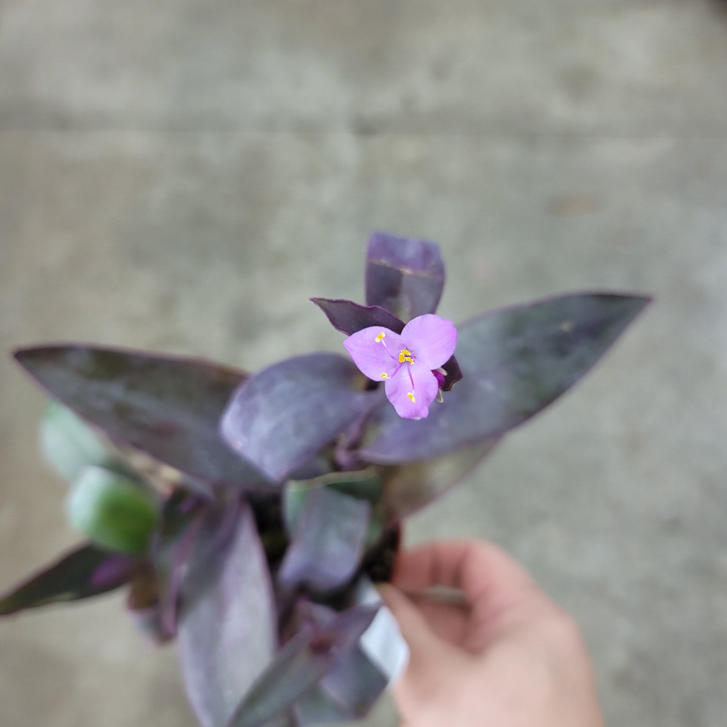 RESCUE PLANTS - Tradescantia Pallida - 4" (rescue)
