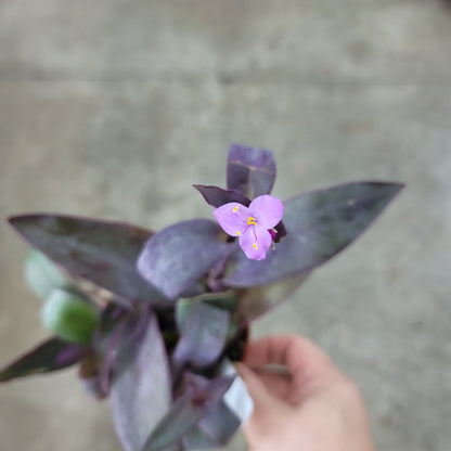 RESCUE PLANTS - Tradescantia Pallida - 4" (rescue)