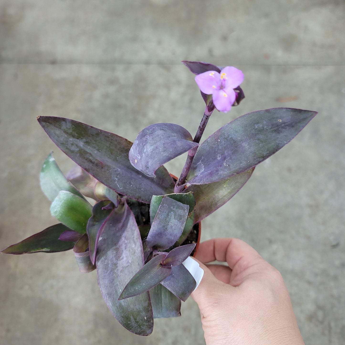 RESCUE PLANTS - Tradescantia Pallida - 4" (rescue)