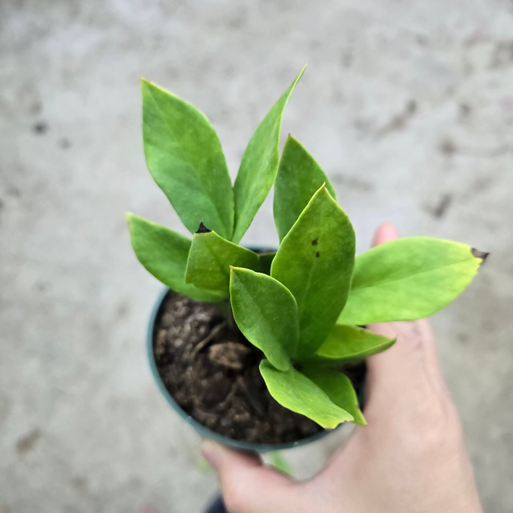RESCUE PLANTS - ZZ - 4" (rescue)