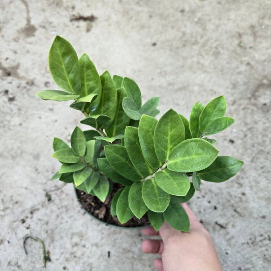 RESCUE PLANTS - ZZ Plant - 6" (rescue)