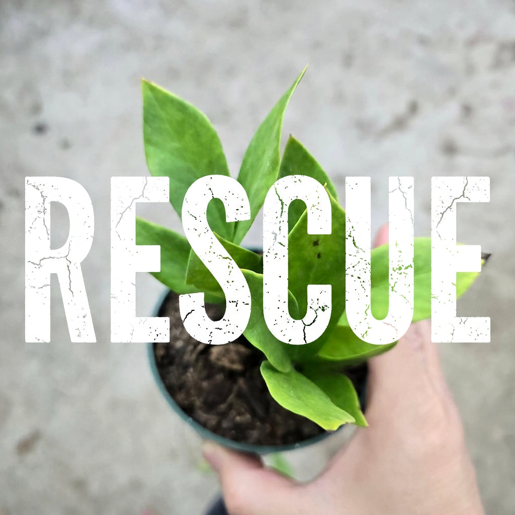 rescue plant assorted