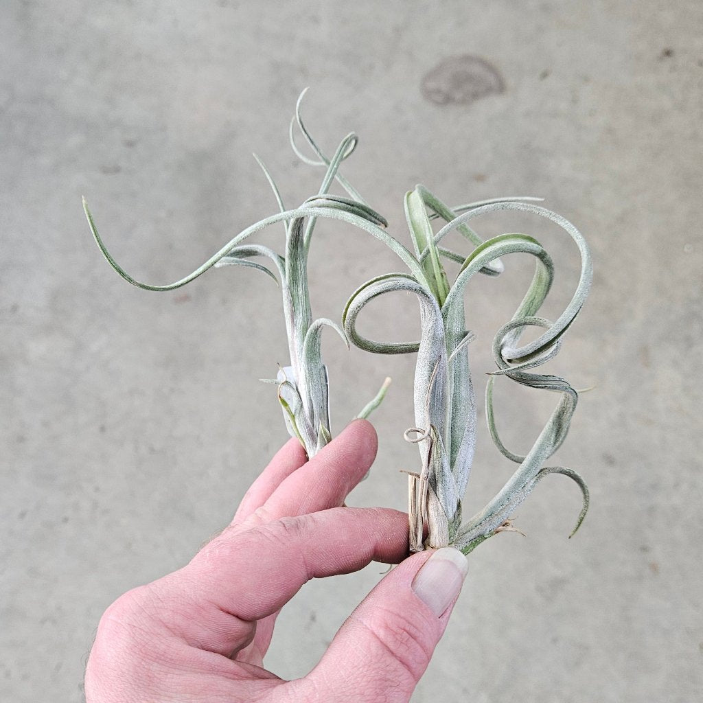 Tillandsia Intermedia Piece