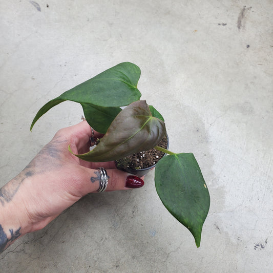 Anthurium chamberlainii x portillae - 2"