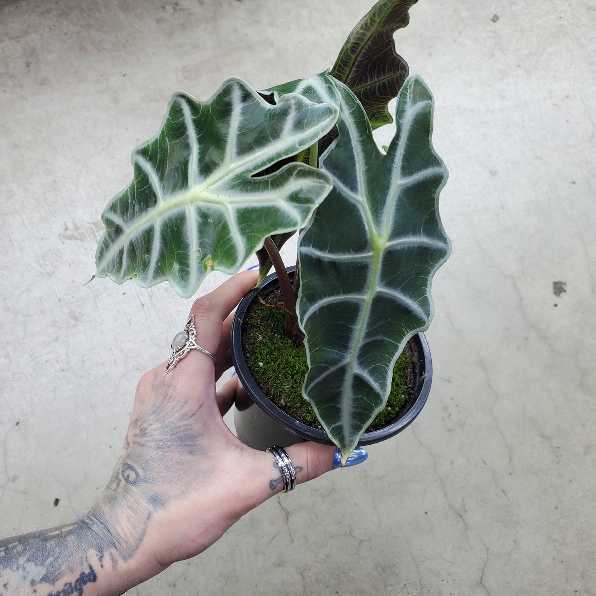 Alocasia amazonica - 4"