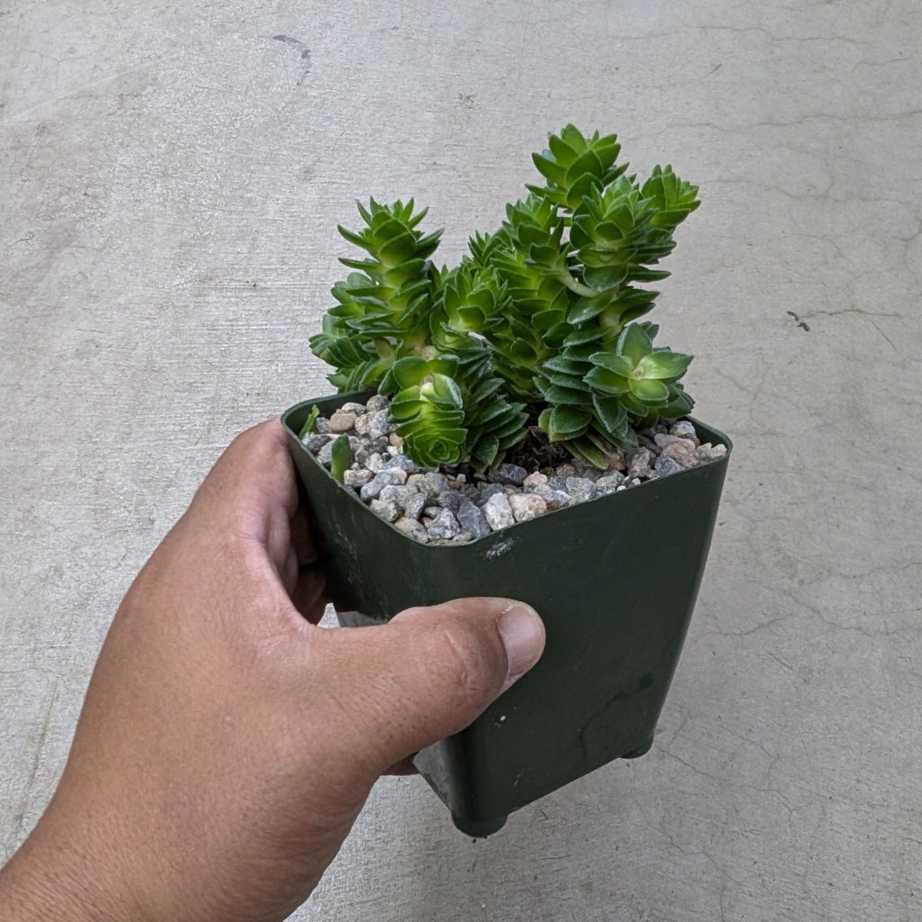 Crassula pyramidalis 'Buddha's Temple' - 4"