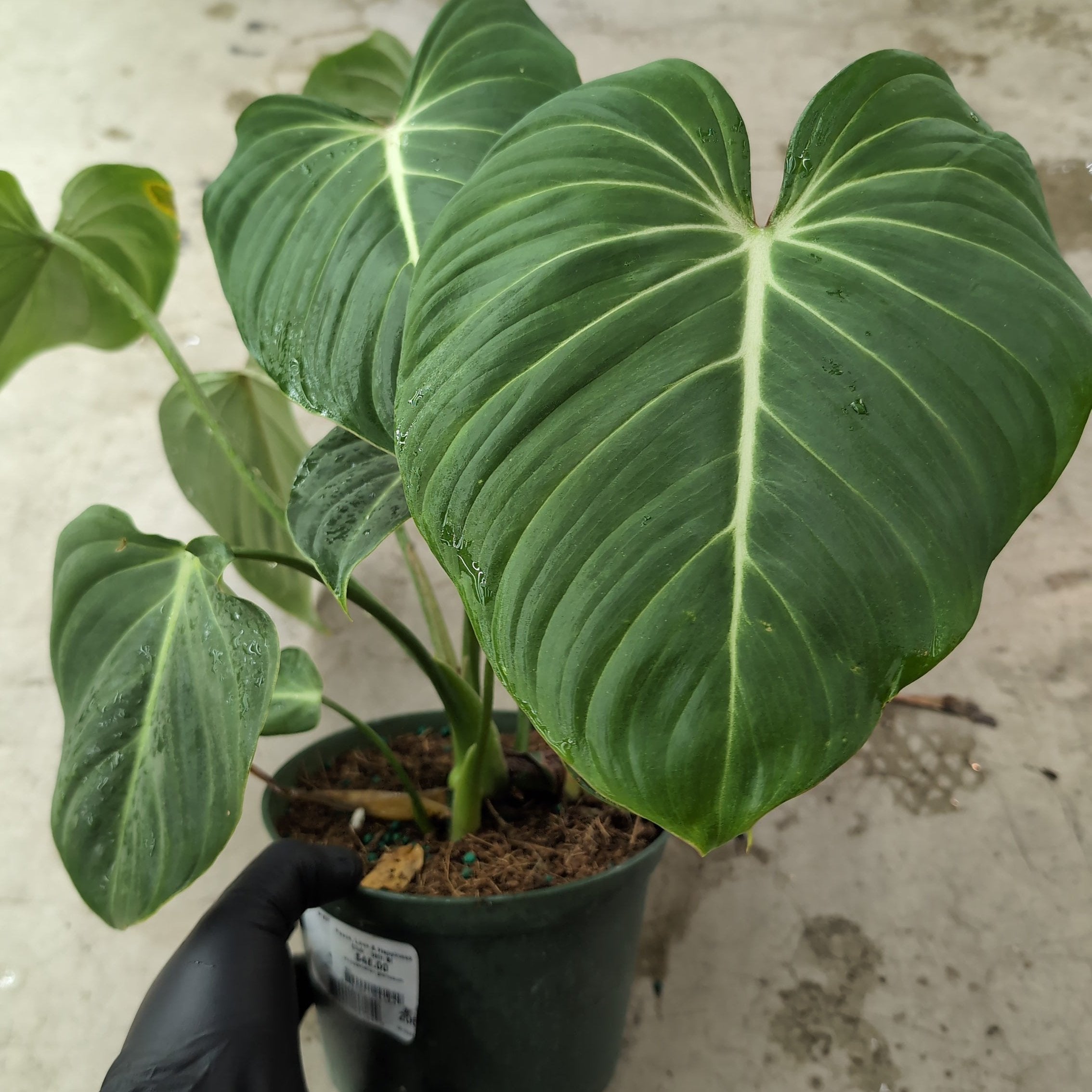 Philodendron gloriosum - 6