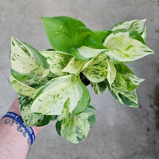 Epipremnum aureum 'Manjula Compacta' - 4"