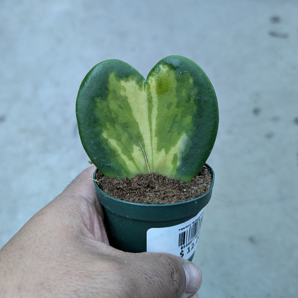 Hoya kerrii 'Variegata Reversa' - 2