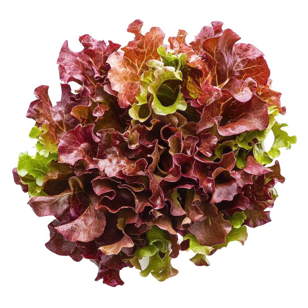 Vegetable - Lettuce Red Oak Leaf