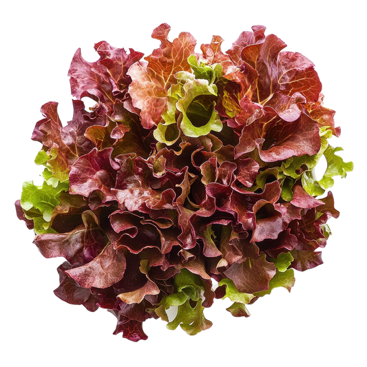 Vegetable - Lettuce Red Oak Leaf