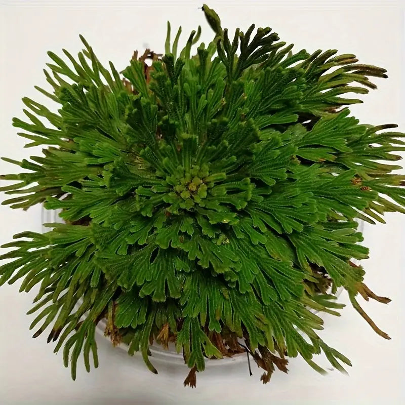 Rose of Jericho