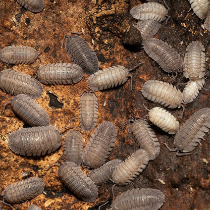 Isopods