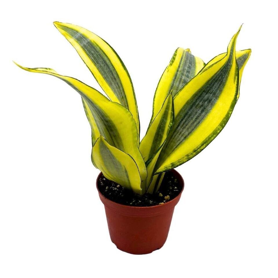 Sansevieria trifasciata 'Gold Dust' - 2"