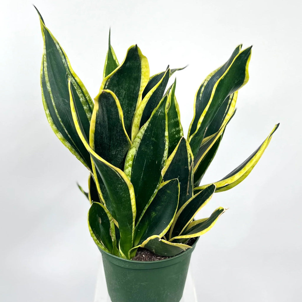 Sansevieria trifasciata 'Black Gold Superba' - 6"