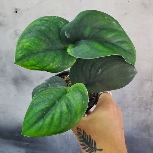 SCINDAPSUS - SCINDAPSUS JADE SATIN - 4"