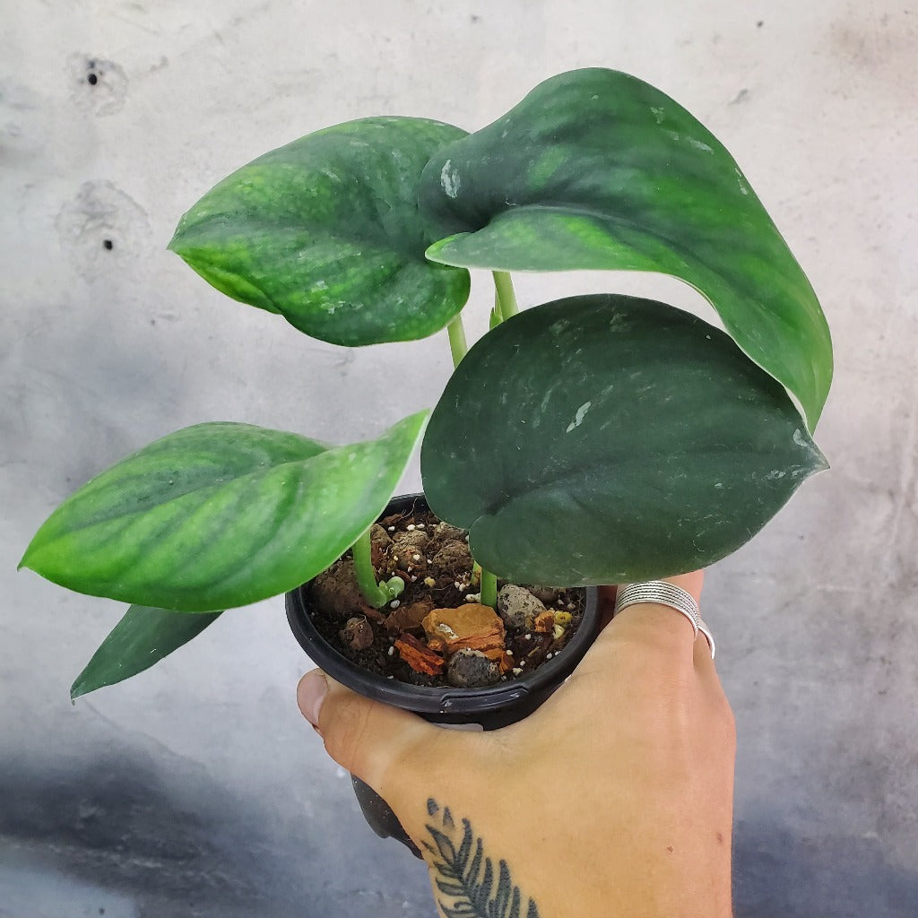 SCINDAPSUS - SCINDAPSUS JADE SATIN - 4"