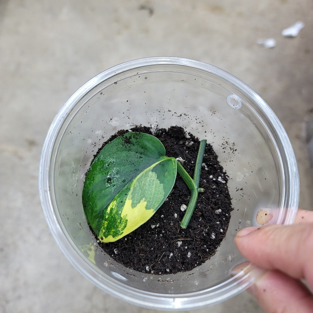 Scindapsus jade satin variegated - 1 leaf node cutting