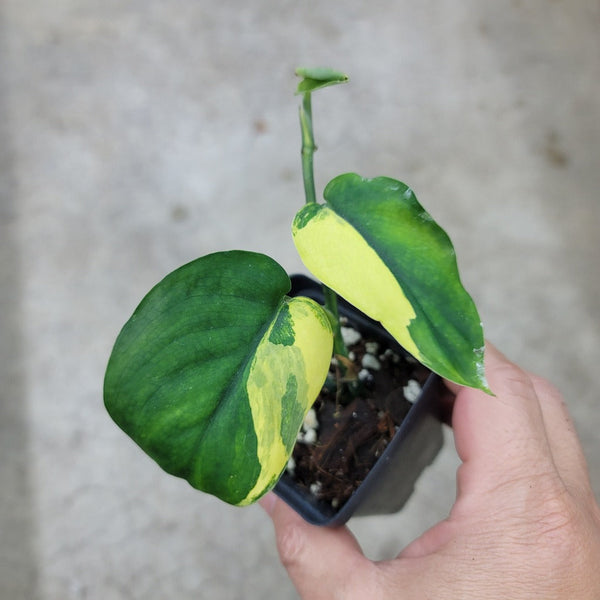 jade pothos variegation Scindapsus jade satin variegated