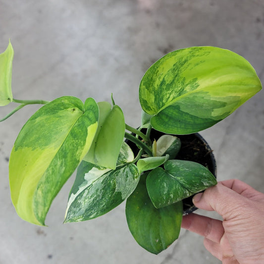 SCINDAPSUS - Scindapsus Jade Satin Variegated - 4"