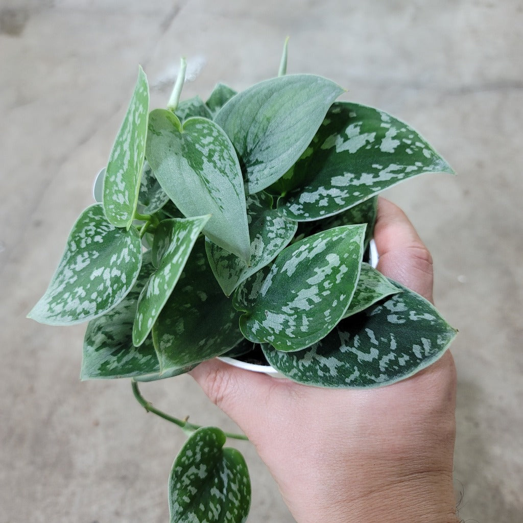 Scindapsus Scindapsus Jade Satin Plant for Sale - Peace Love & Happiness Club Page ...