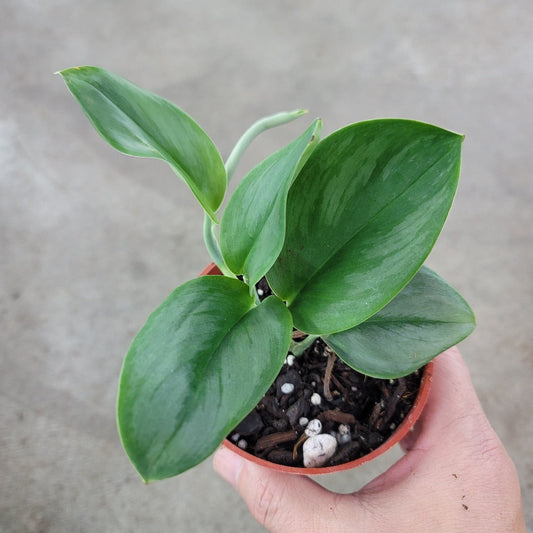 SCINDAPSUS - Scindapsus Treubii 'Moonlight' - 4"